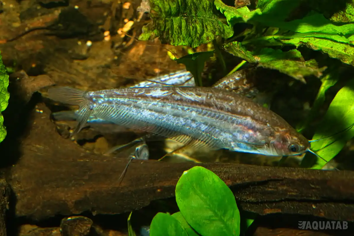 Fotografie druhu Kryptopterus macrocephalus