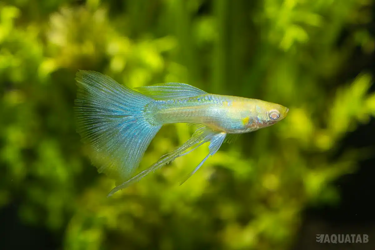 Fotografie druhu Poecilia reticulata Sky Blue Ribbon Fin