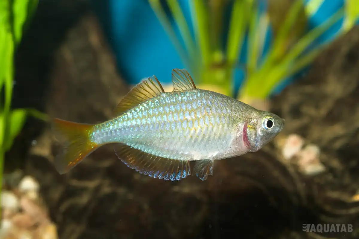 Fotografie druhu Melanotaenia praecox