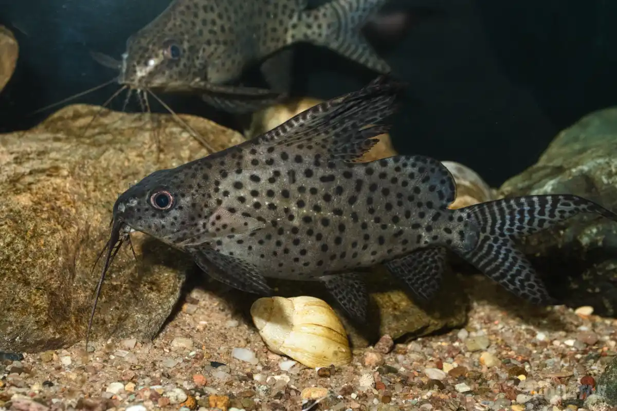 Fotografie druhu Synodontis velifer