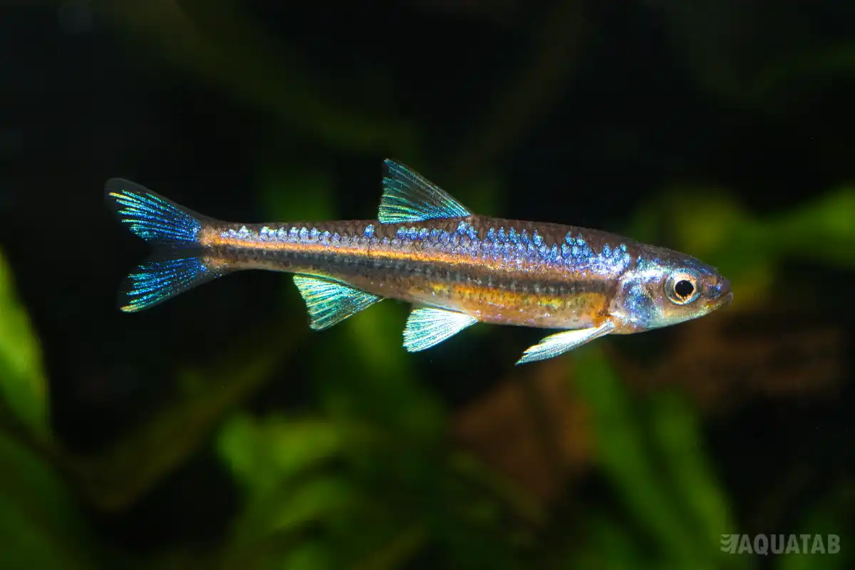 Fotografie druhu Hydrophlox chrosomus