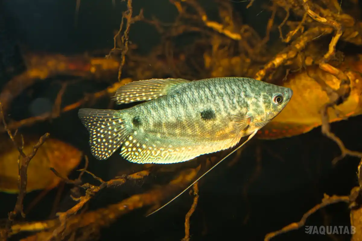 Fotografie druhu Trichopodus trichopterus