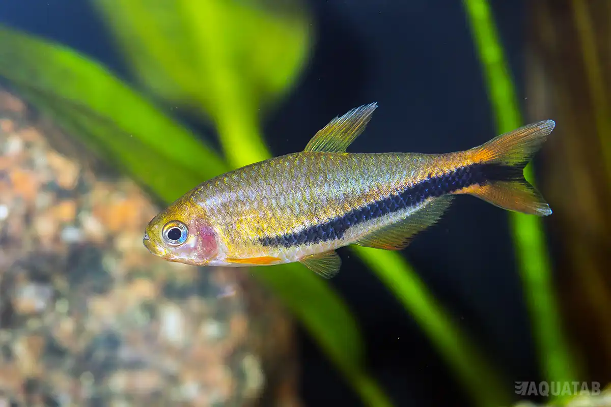 Fotografie druhu Inpaichthys luizae