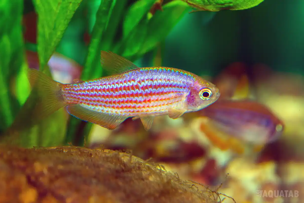 Fotografie druhu Inpaichthys parauapiranga