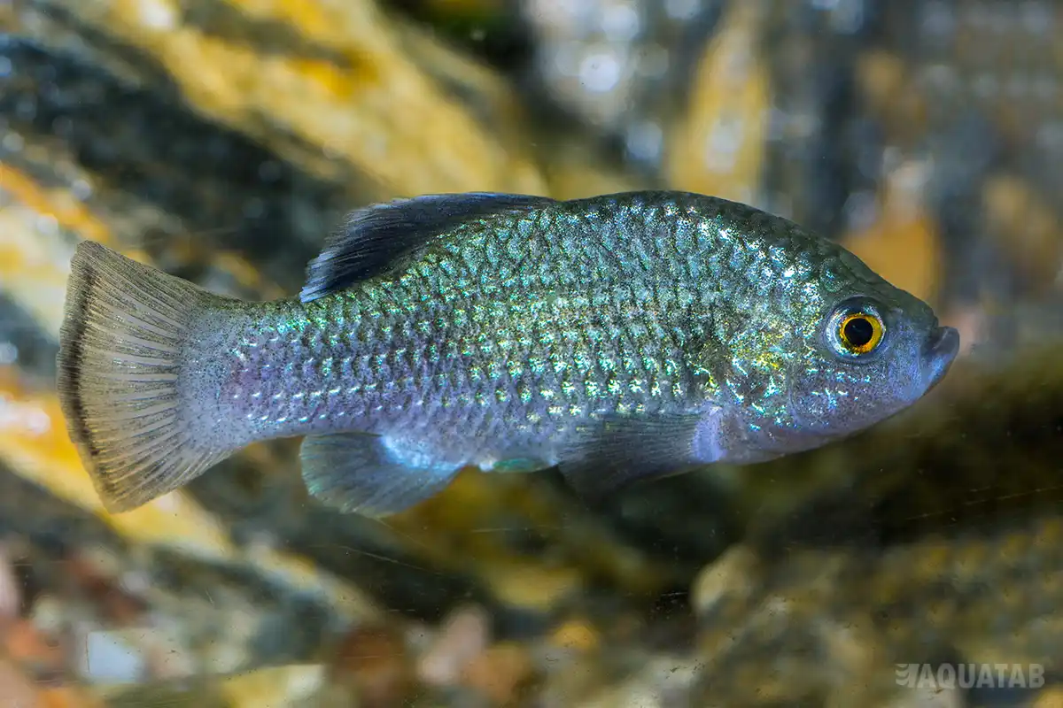 Fotografie druhu Cyprinodon longidorsalis