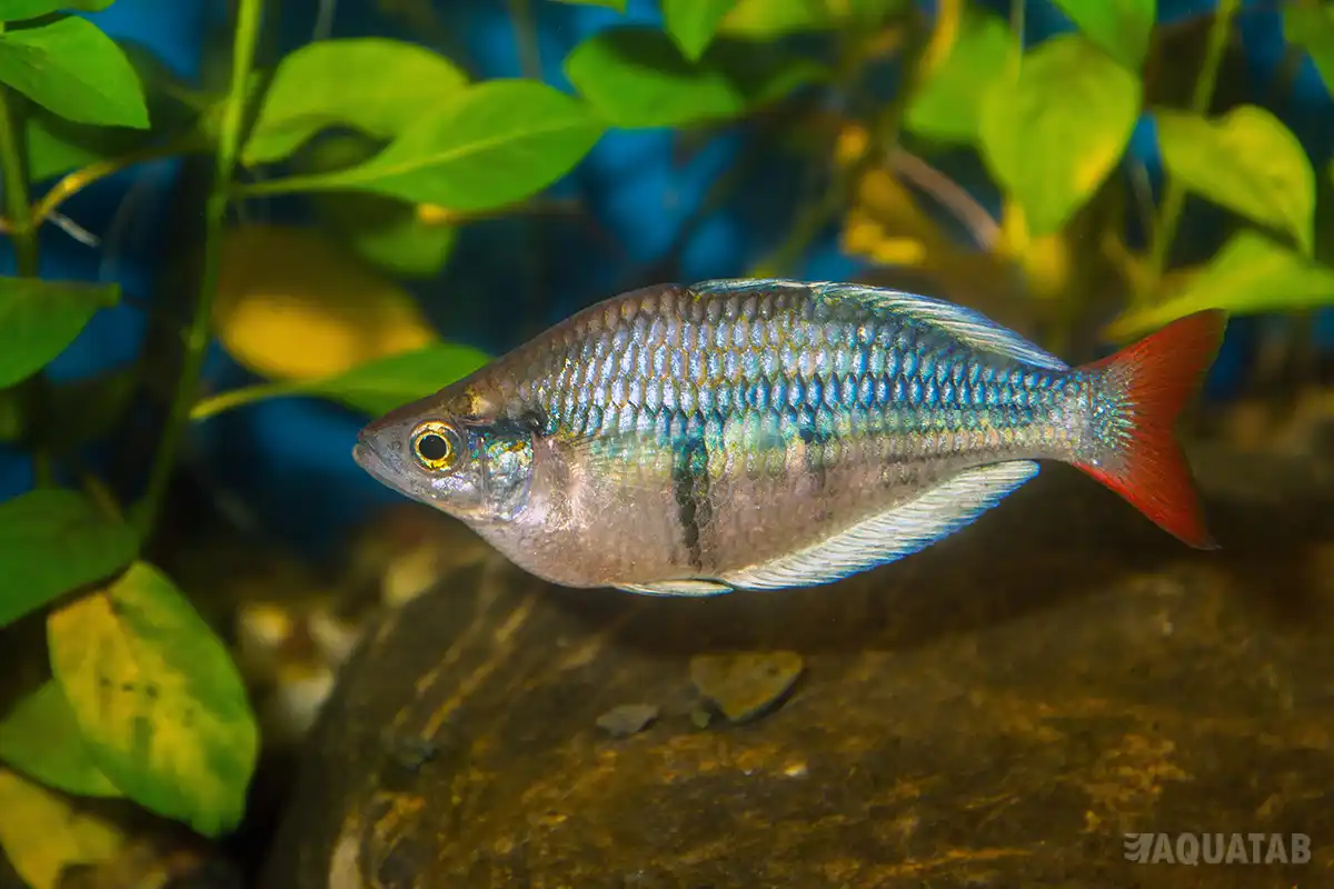 Fotografie druhu Melanotaenia sp. Kali Tawa