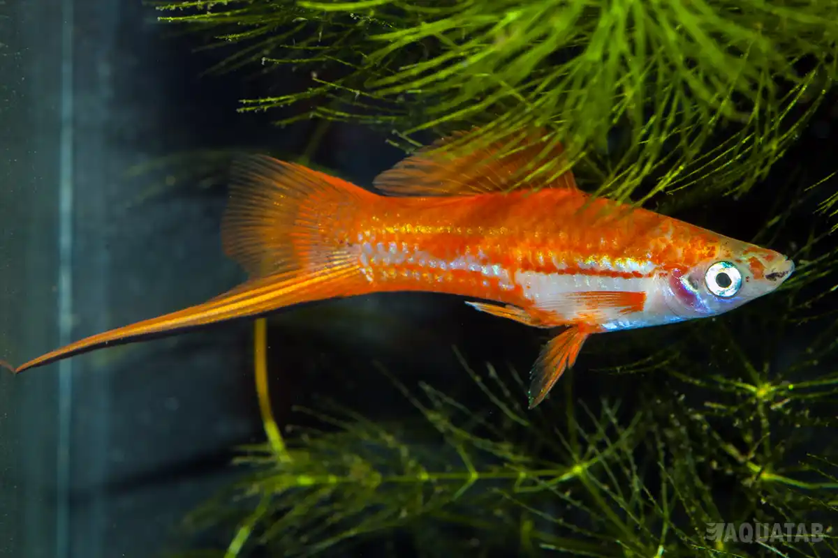 Fotografie druhu Xiphophorus hellerii
