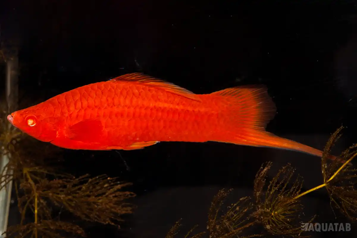 Fotografie druhu Xiphophorus hellerii