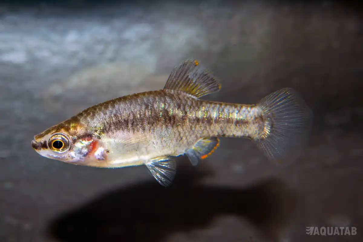 Fotografie druhu Zoogoneticus quitzeoensis