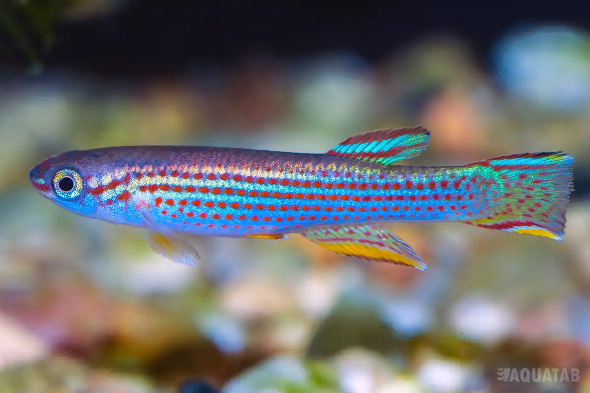 Fotografie druhu Aphyosemion striatum
