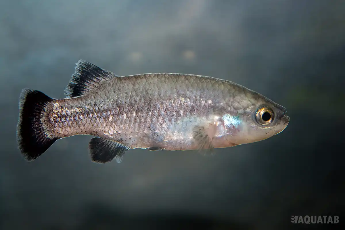 Fotografie druhu Characodon lateralis