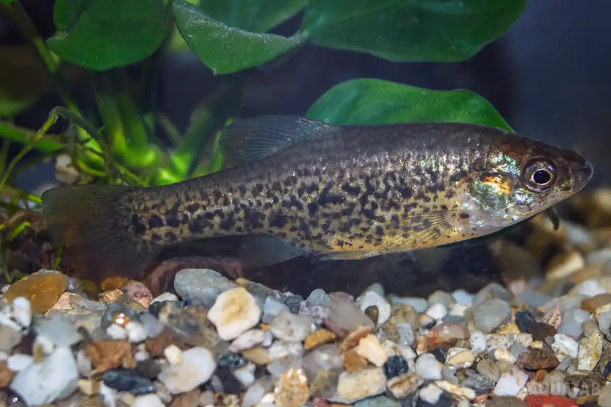 Fotografie druhu Chapalichthys pardalis