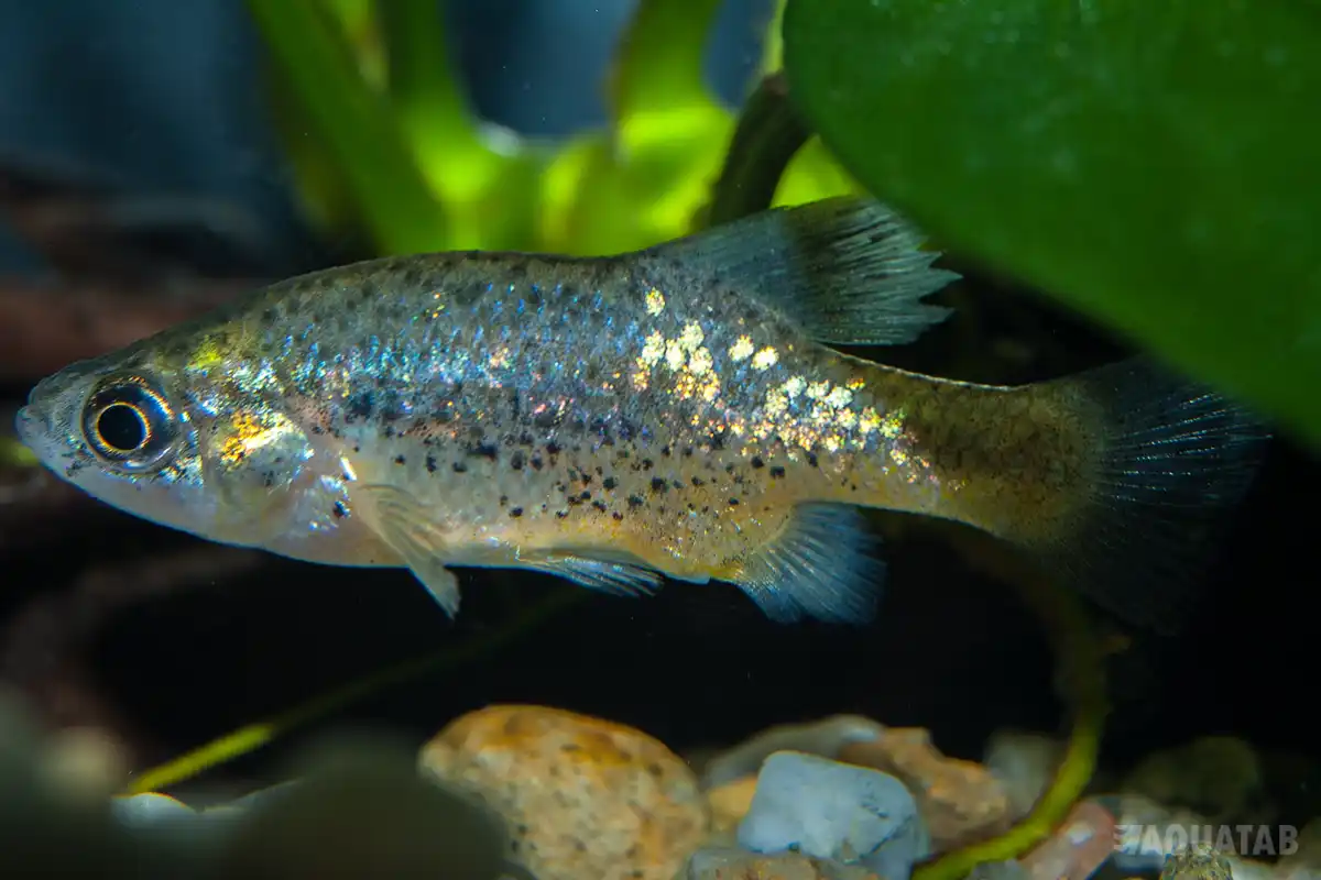 Fotografie druhu Xenotoca variata