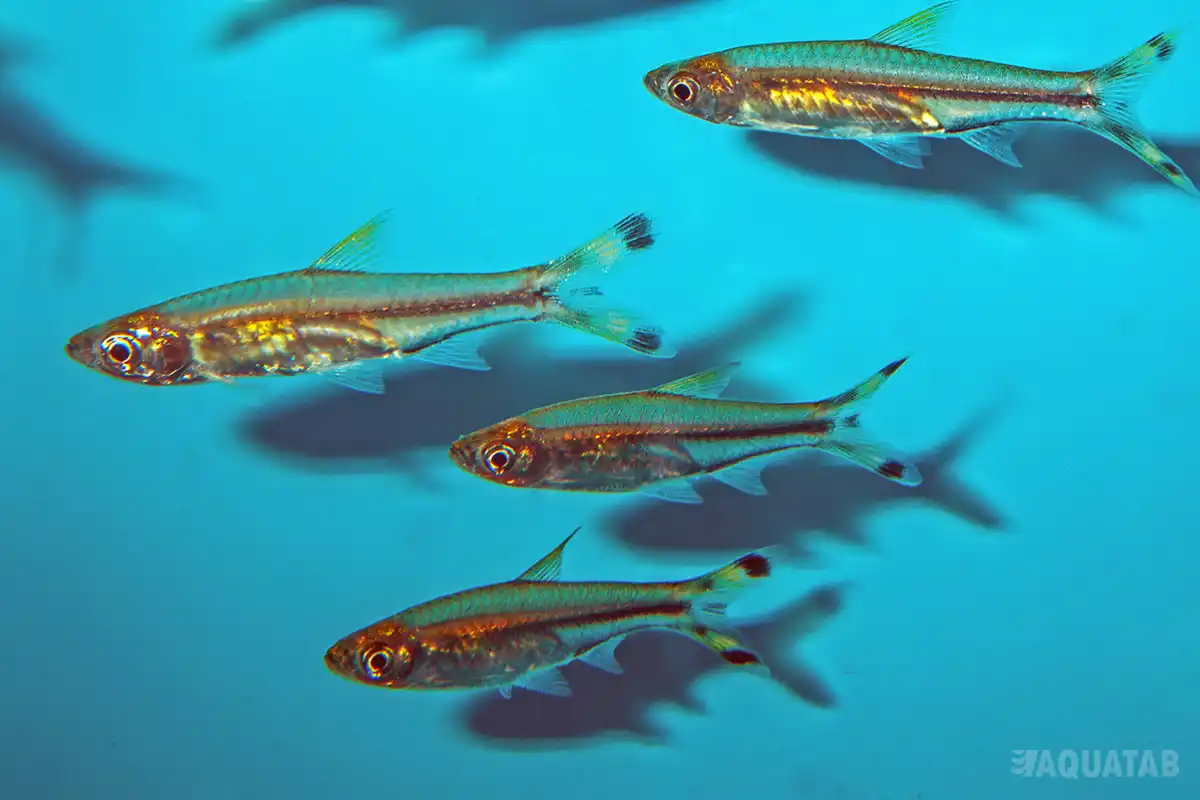 Fotografie druhu Rasbora trilineata