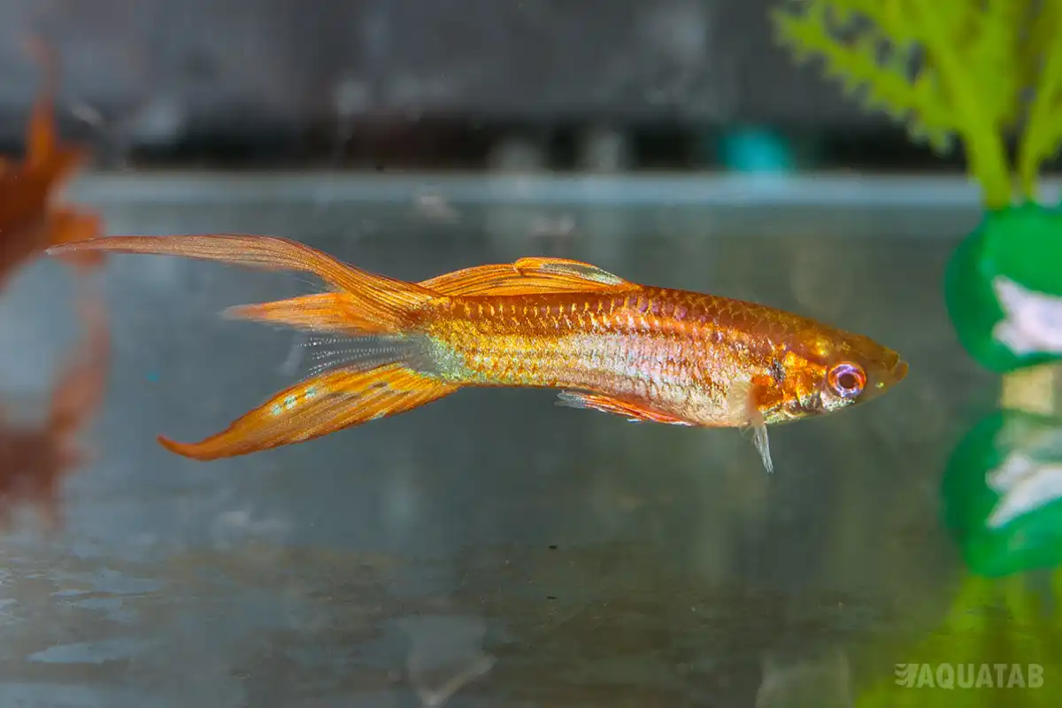 Fotografie druhu Poecilia reticulata