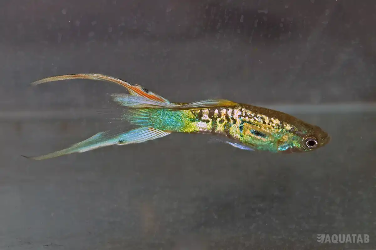 Fotografie druhu Poecilia reticulata