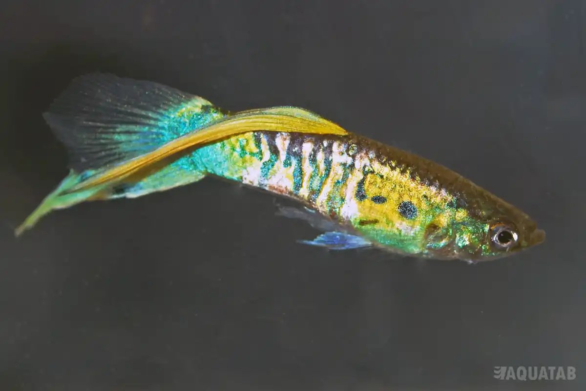 Fotografie druhu Poecilia reticulata