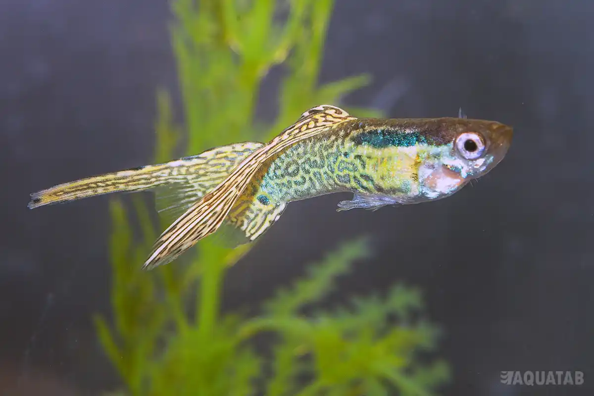 Fotografie druhu Poecilia reticulata