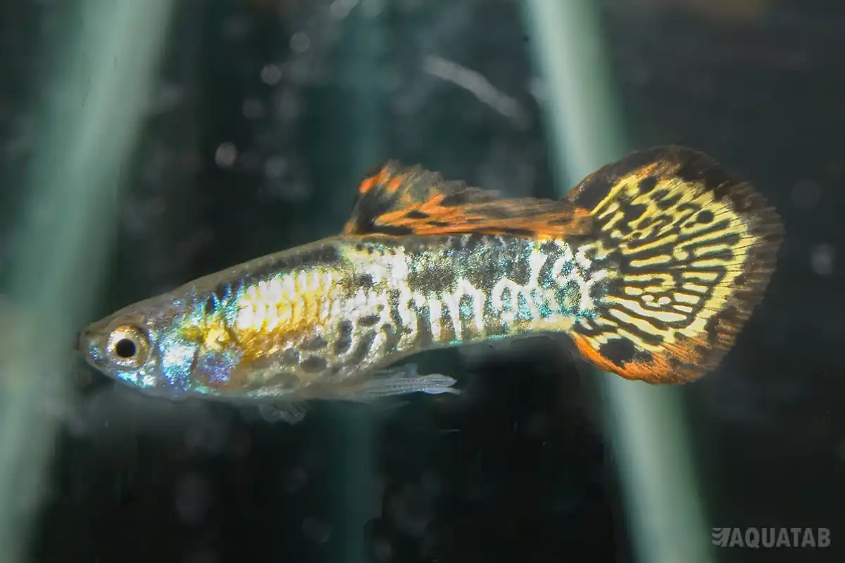 Fotografie druhu Poecilia reticulata