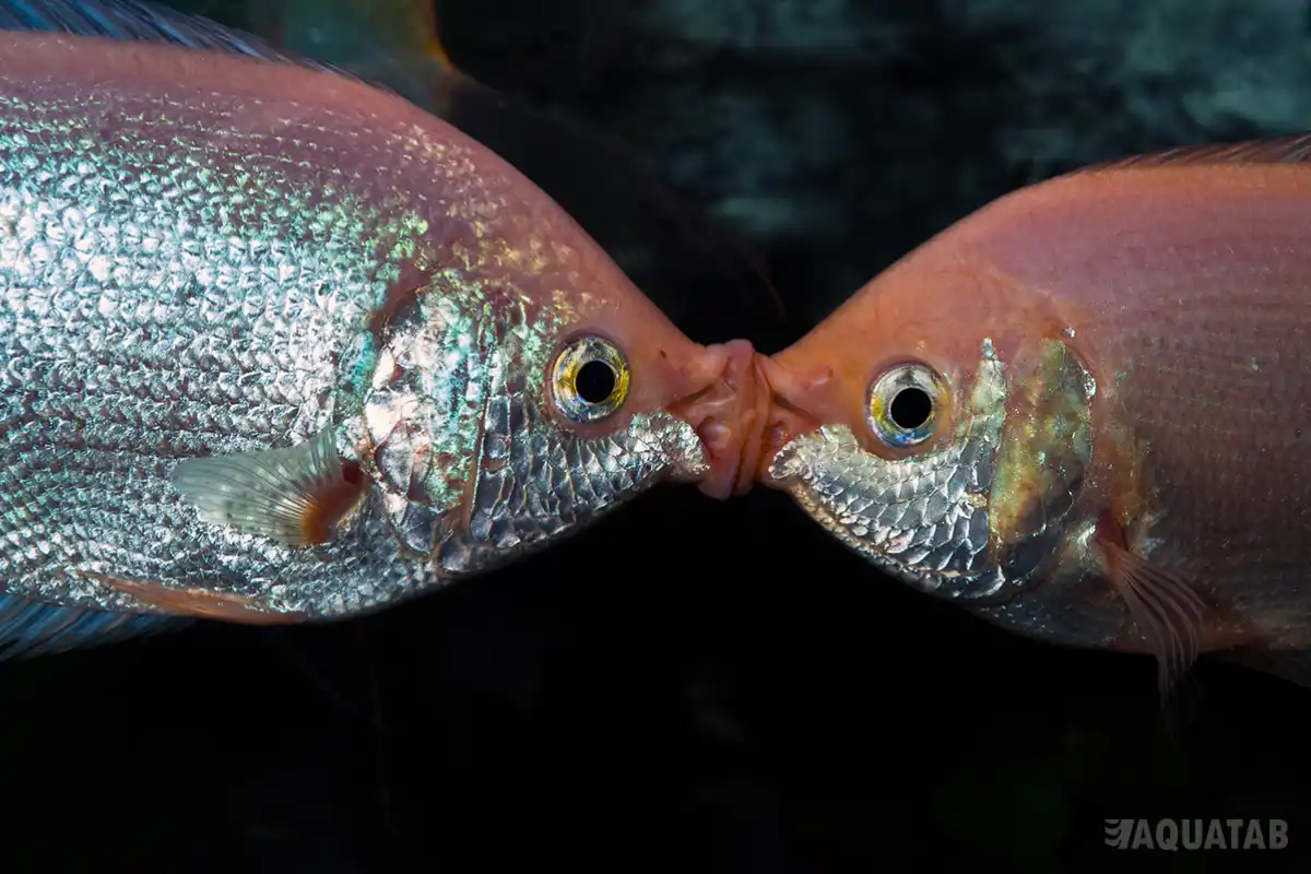Fotografie druhu Helostoma temminckii