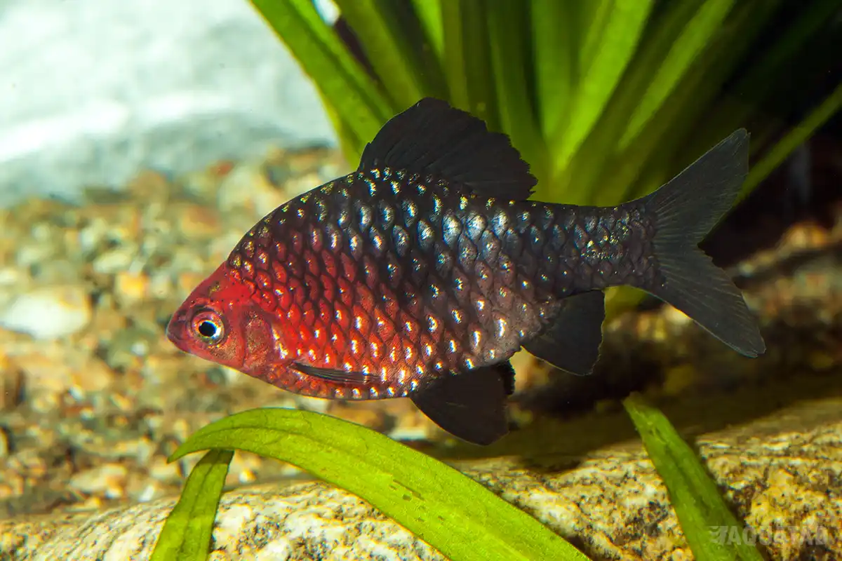 Fotografie druhu Pethia nigrofasciata