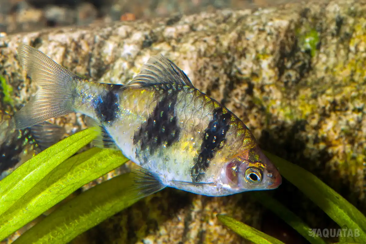Fotografie druhu Pethia nigrofasciata