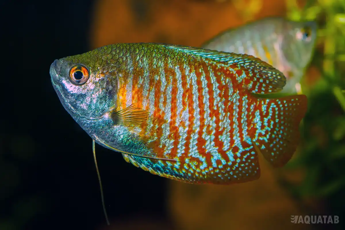 Fotografie druhu Trichogaster fasciata
