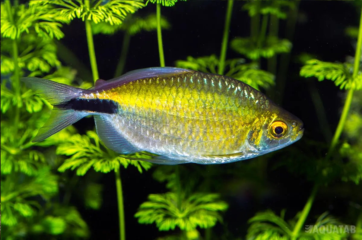 Fotografie druhu Bryconalestes longipinnis
