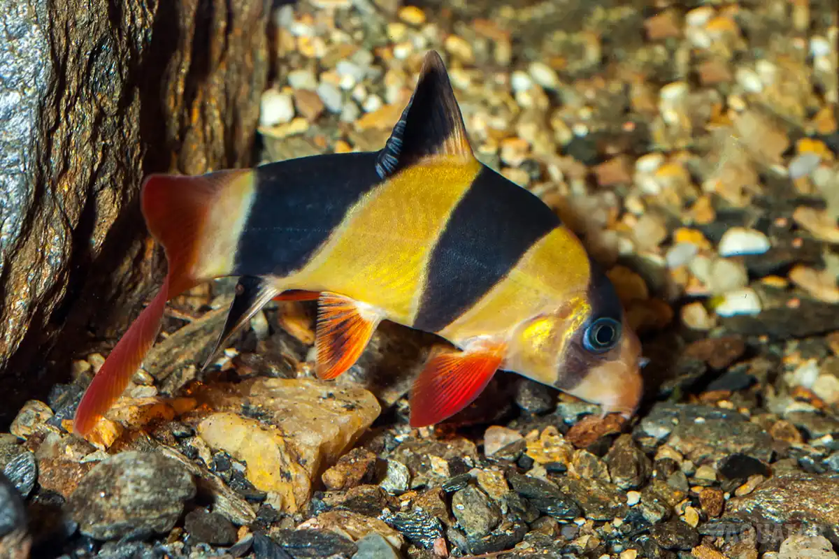 Fotografie druhu Chromobotia macracanthus