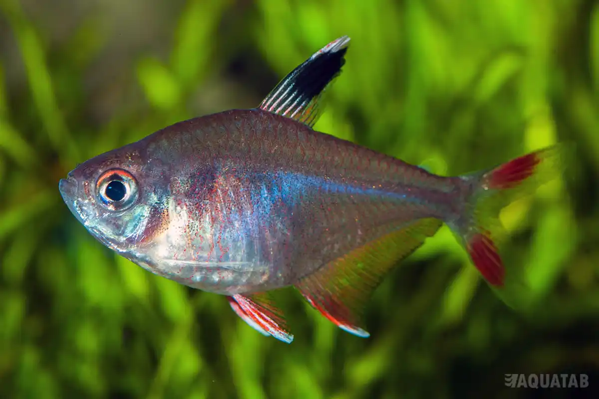 Fotografie druhu Megalamphodus rosaceus