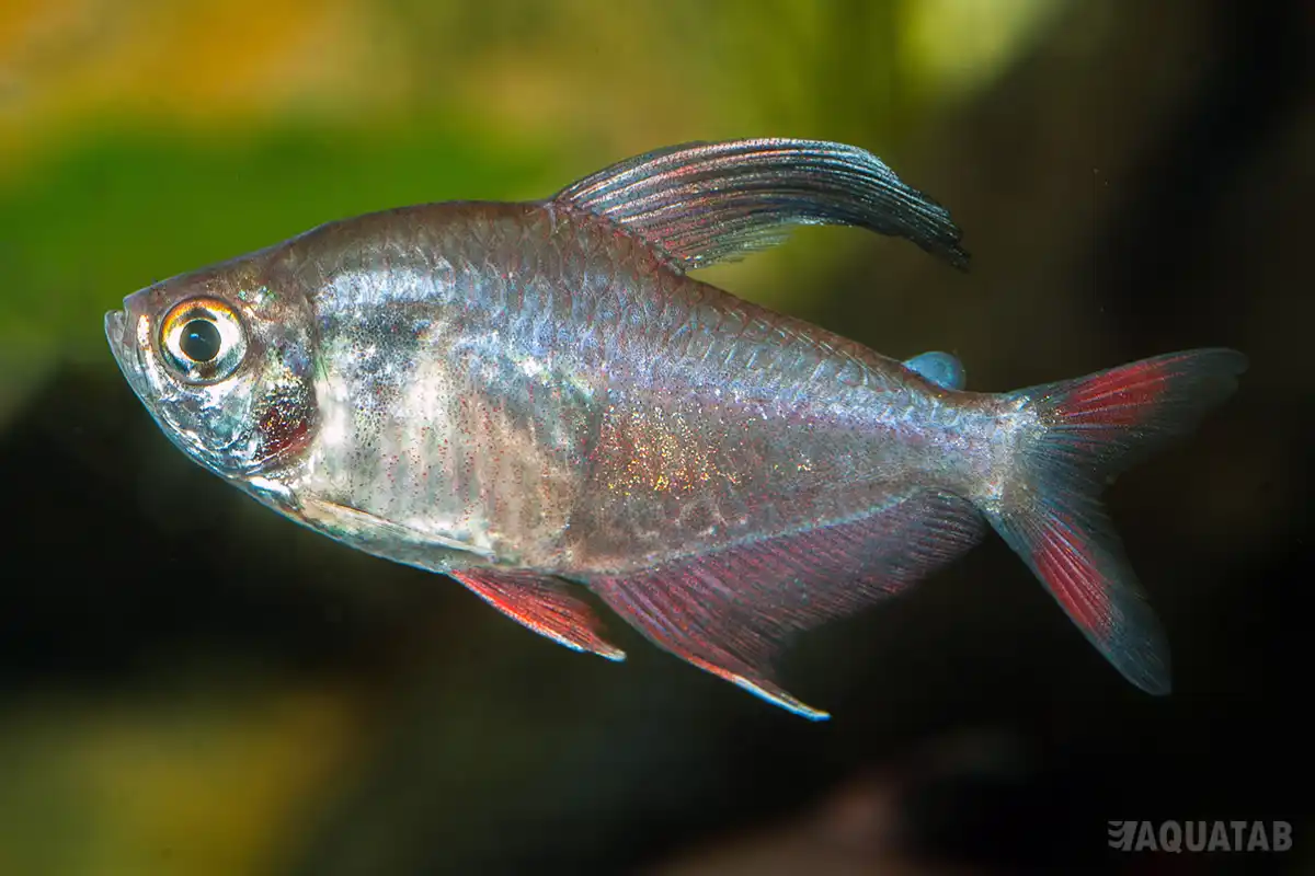 Fotografie druhu Megalamphodus rosaceus