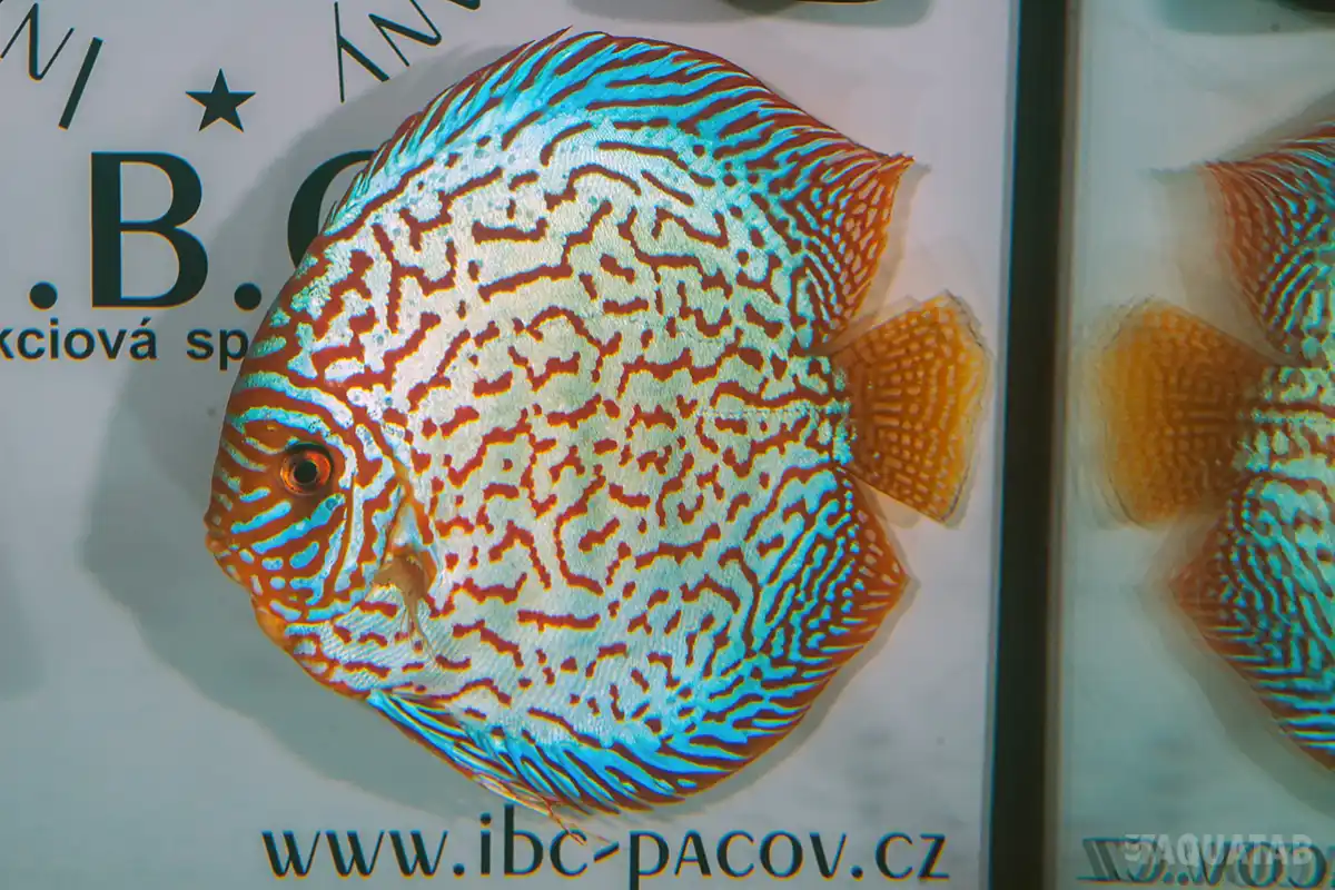 Fotografie druhu Symphysodon sp.