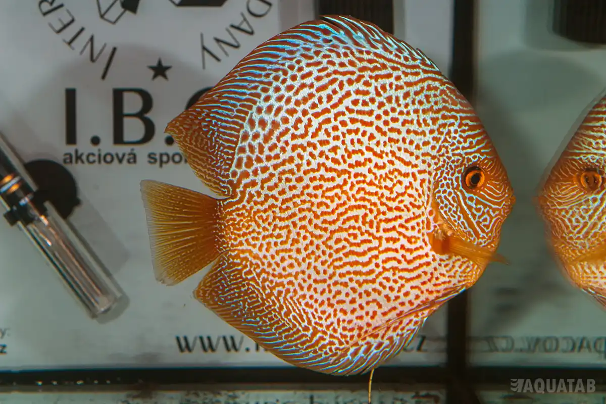 Fotografie druhu Symphysodon sp.