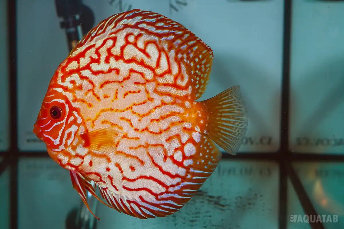 Fotografie druhu Symphysodon sp.