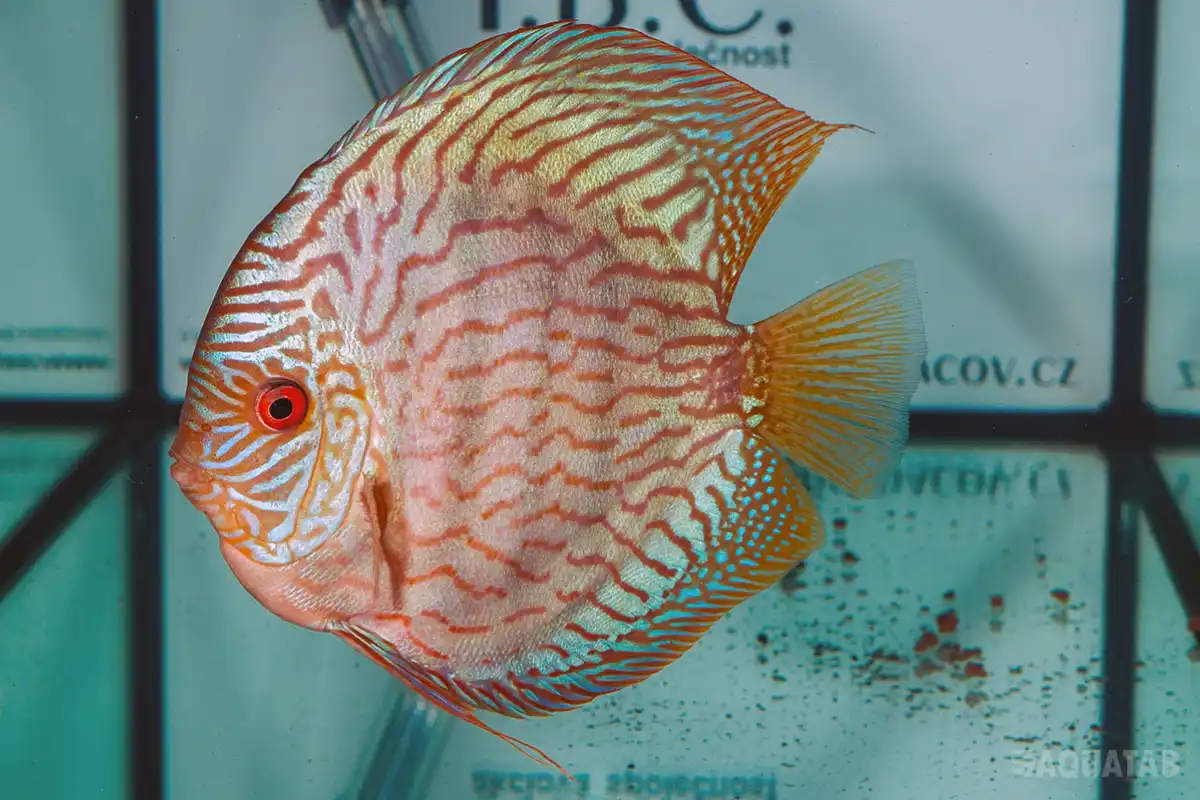 Fotografie druhu Symphysodon sp.