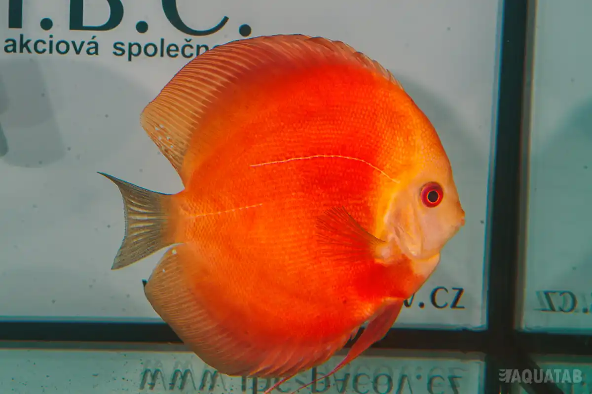 Fotografie druhu Symphysodon sp.