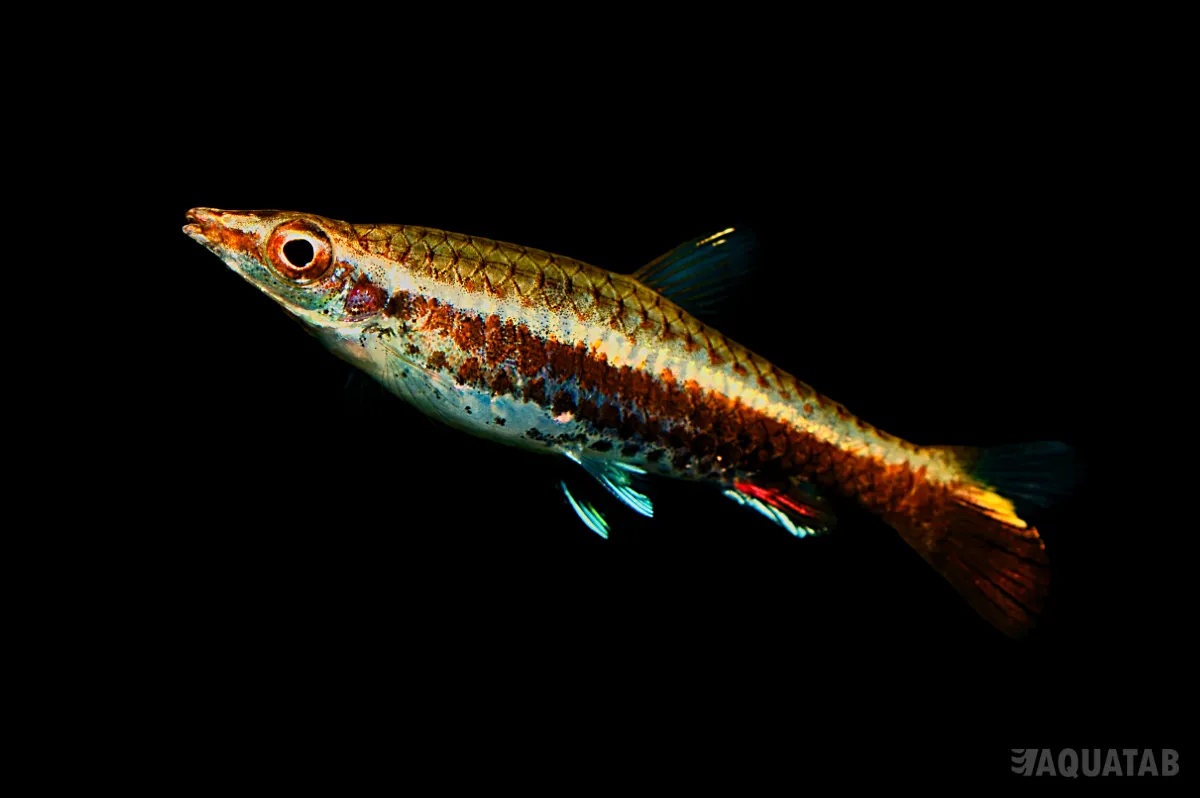 Fotografie druhu Nannostomus eques