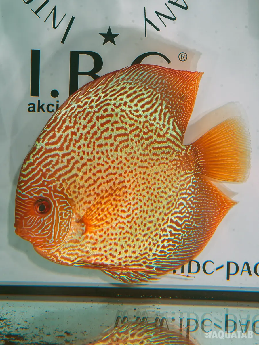 Fotografie druhu Symphysodon sp.