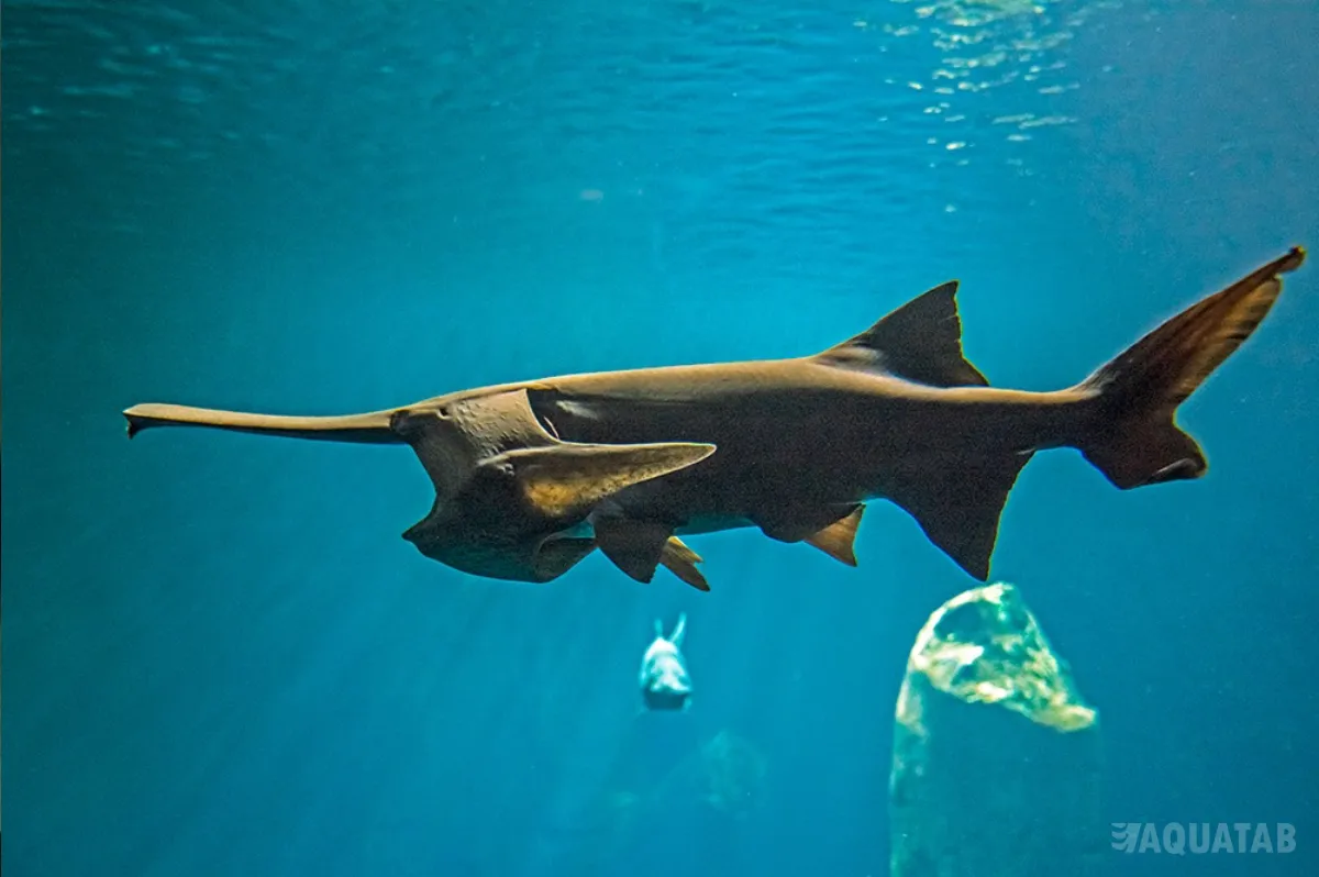 Fotografie druhu Polyodon spathula