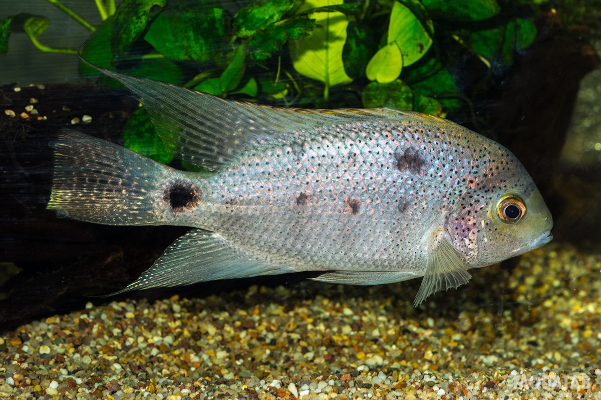 Fotografie druhu Maskaheros argenteus