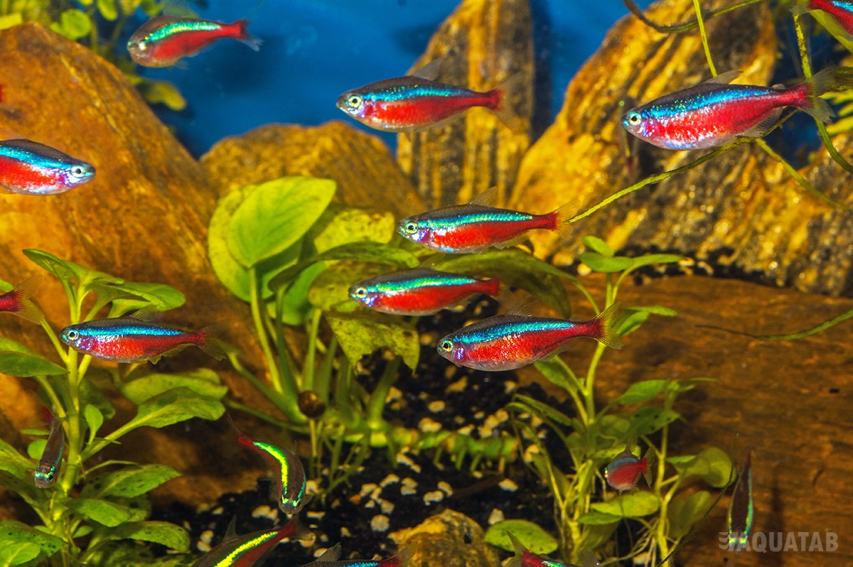 Fotografie druhu Paracheirodon axelrodi