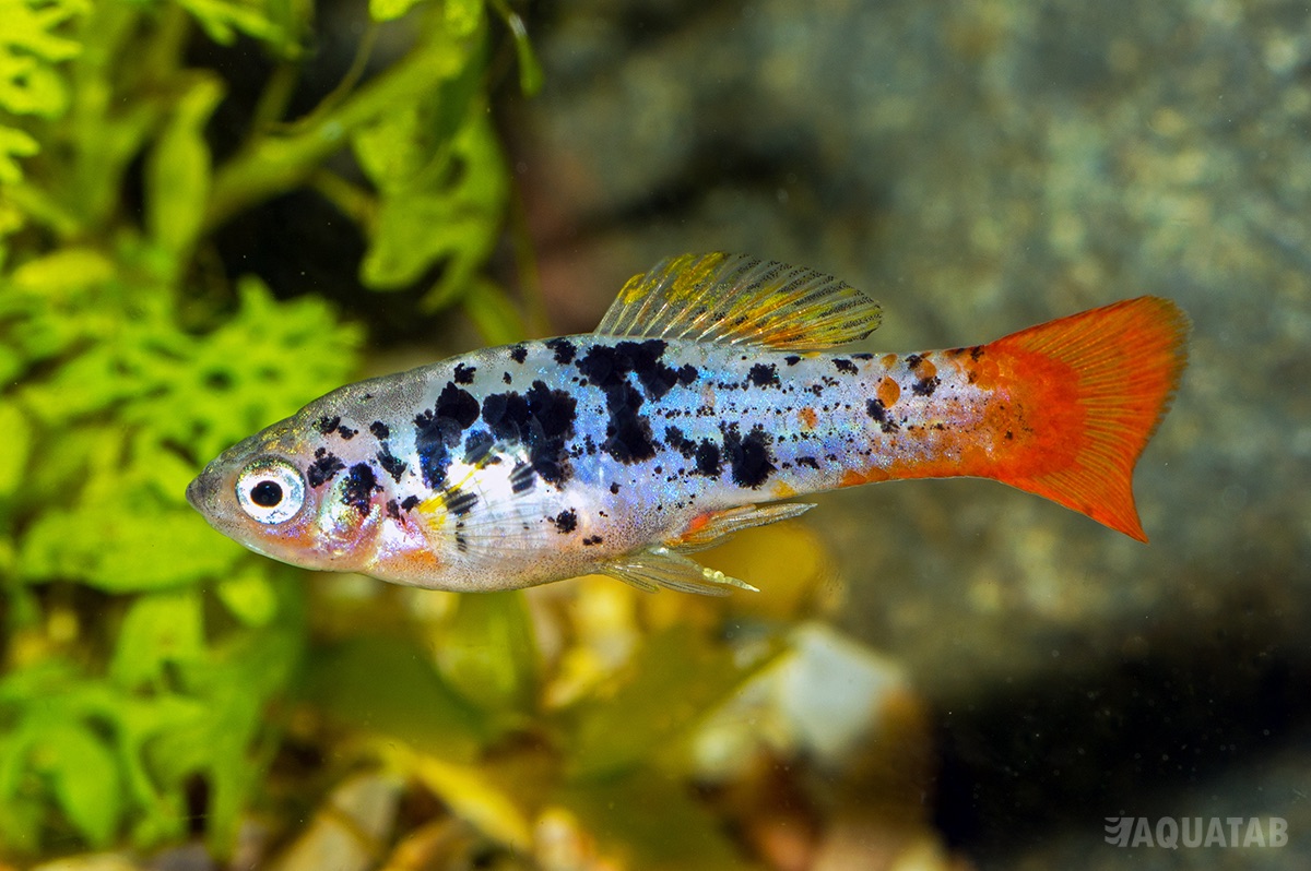 Fotografie druhu Xiphophorus variatus La Laguna