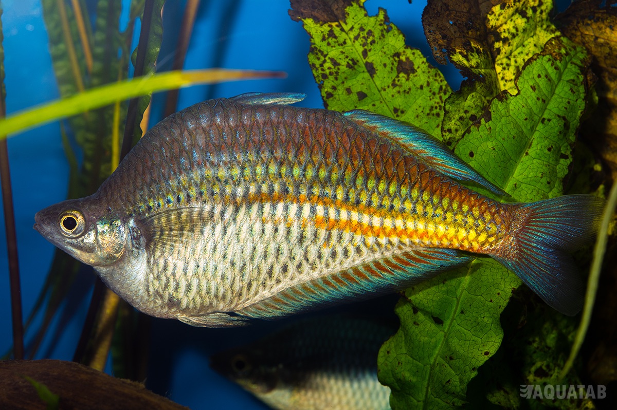 Fotografie druhu Glossolepis ramuensis