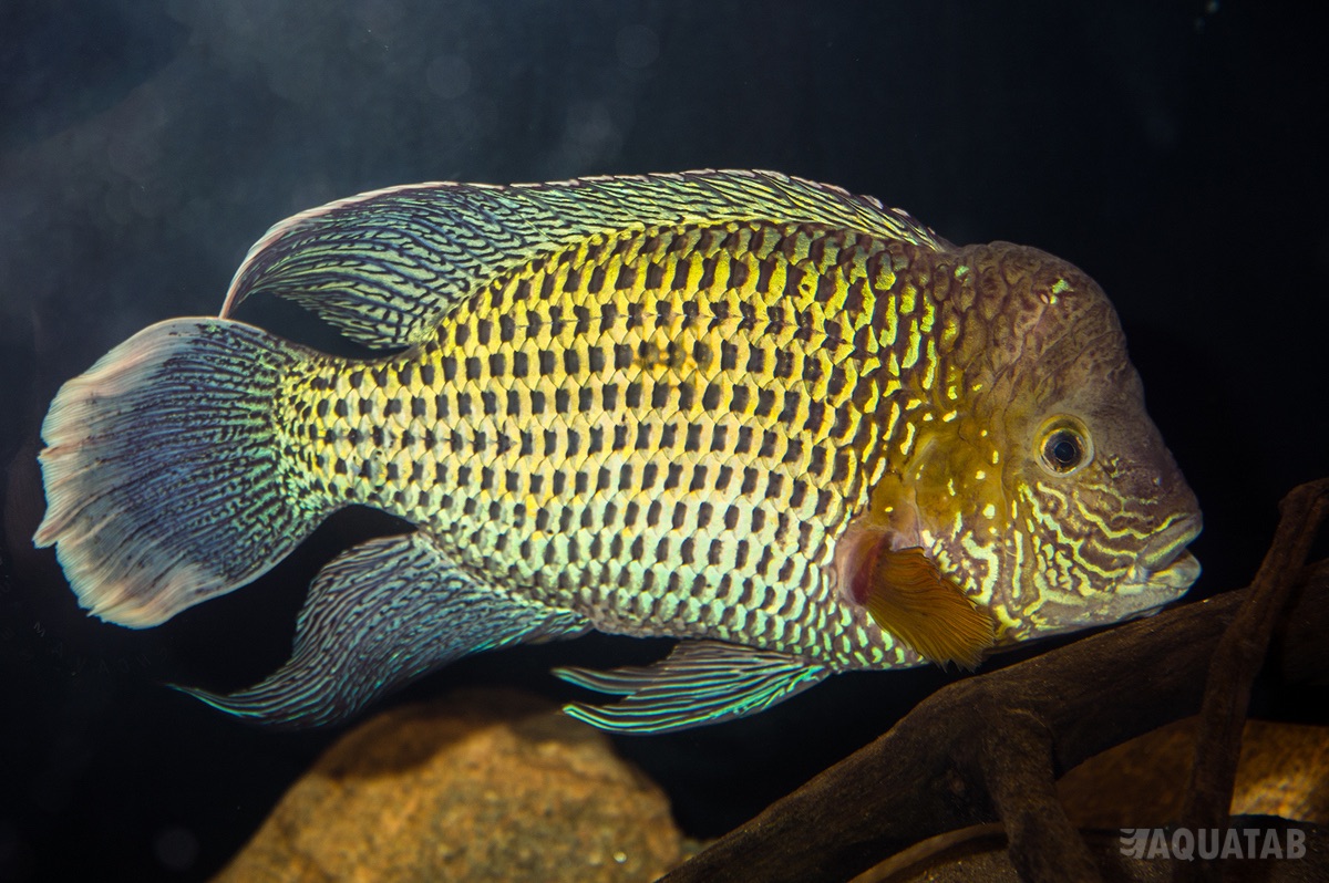 Fotografie druhu Andinoacara rivulatus