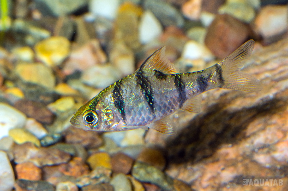 Fotografie druhu Desmopuntius hexazona