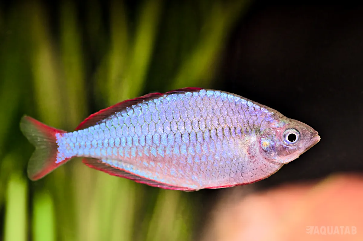 Fotografie druhu Melanotaenia praecox