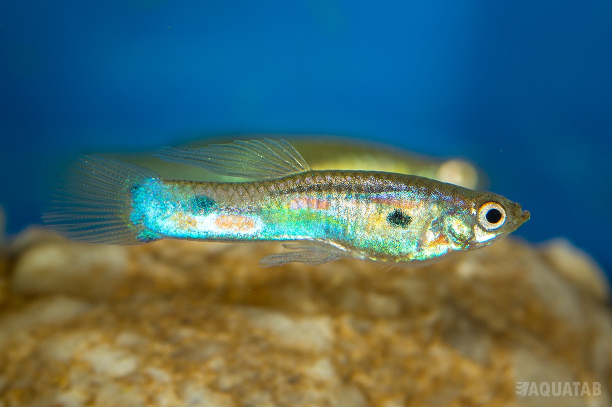 Fotografie druhu Poecilia obscura