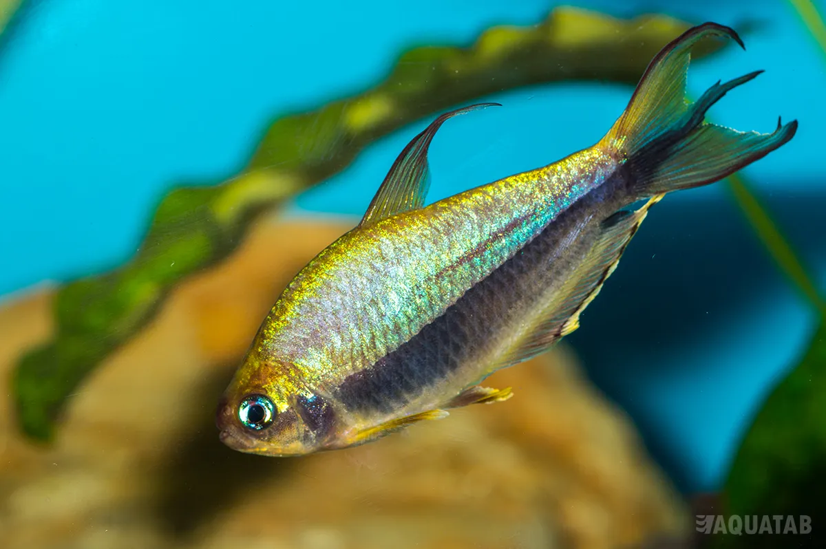 Fotografie druhu Nematobrycon palmeri