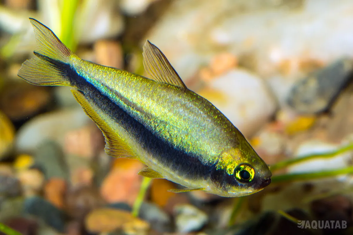 Fotografie druhu Nematobrycon palmeri