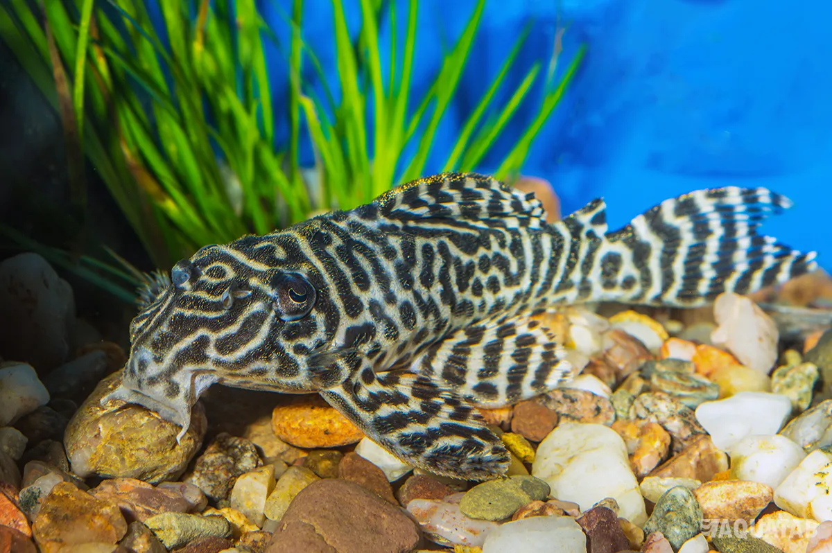 Fotografie druhu Hypancistrus sp. L333